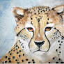 Gepard watercolor