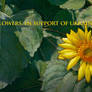 Sunflower Solidarity