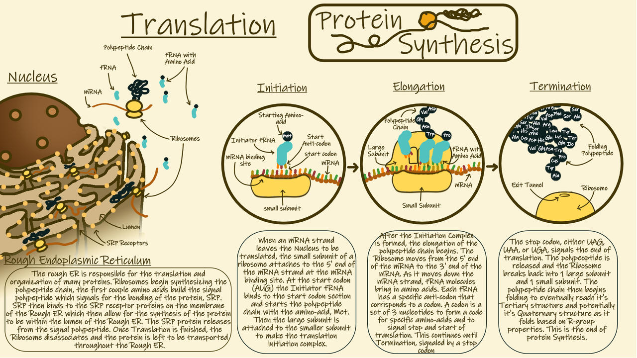 Translation Bioproject (Biology Project) Translation Overview by Mamoochka on DeviantArt