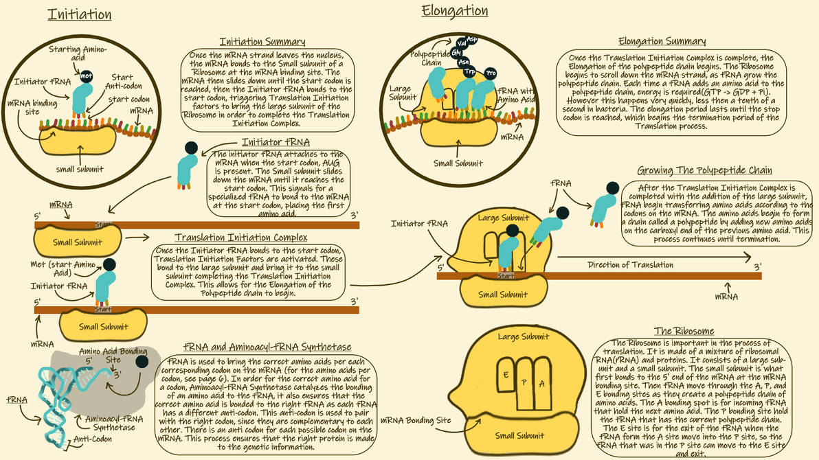 Translation Bioproject (Biology Project) Translation Detail Page 1 by Mamoochka on DeviantArt