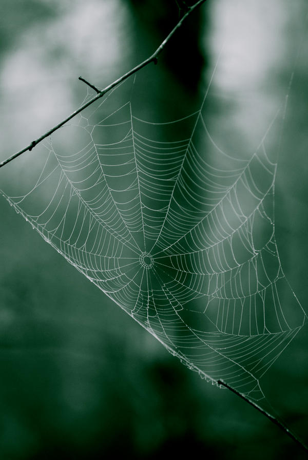 Web