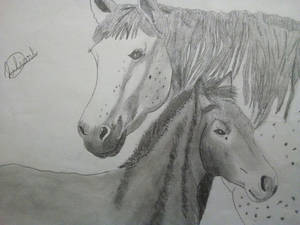 chevaux