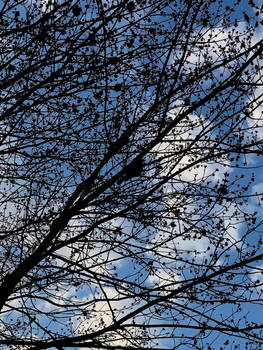Robin in Tree Silhouette with Sky Background