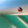 Ladybird Love Affair