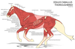 Horse Anatomy