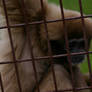 monkey_2