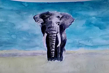 Elephant