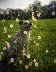 Dog in the Daisys
