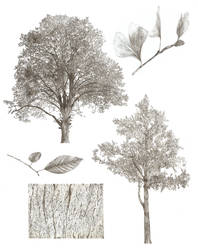 Tree Studies