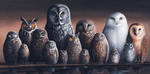 Owls of Canada by mikesblender