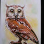 Watercolour owl