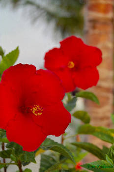 Summer Hibiscous