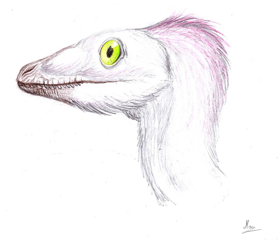 Fuzzy Raptor Fuzzy raptor head by MoriceMonkey93 on DeviantArt