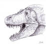 Tyrannosaurus head detail