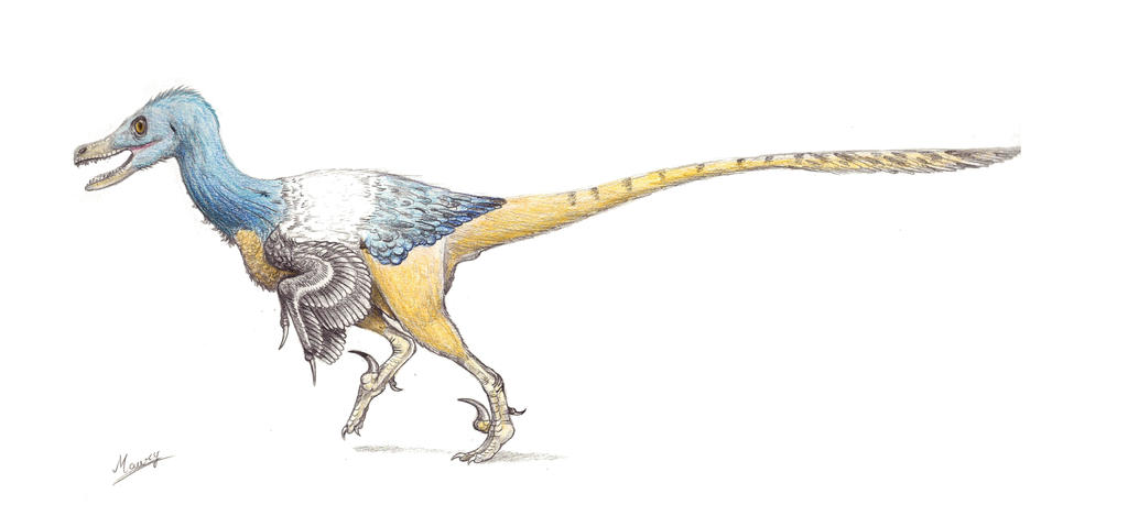 Linheraptor exquisitus by MoriceMonkey93 on DeviantArt