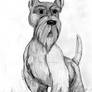 Portrait - Scottish Terrier - Darby MacDougal