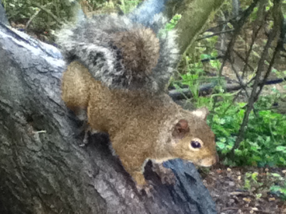 Wonder Squirrel! The ADHD mascot!