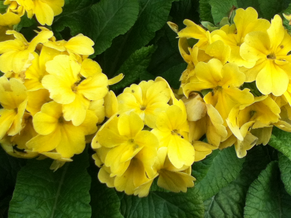 Yellow Flowers