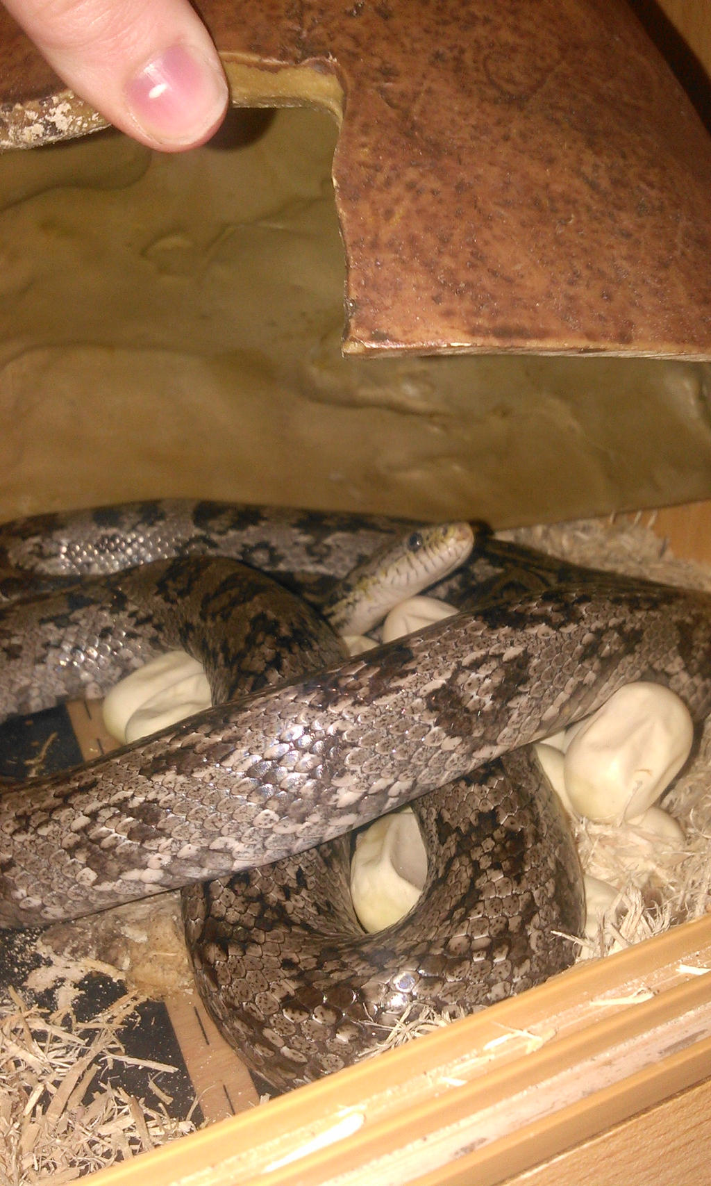 Storm and her first clutch of eggs