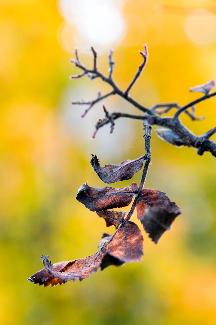 Autumn Colors