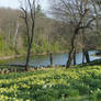 Daffodil Hill