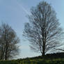 Daffodil Hill 3
