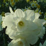 More and more daffodils