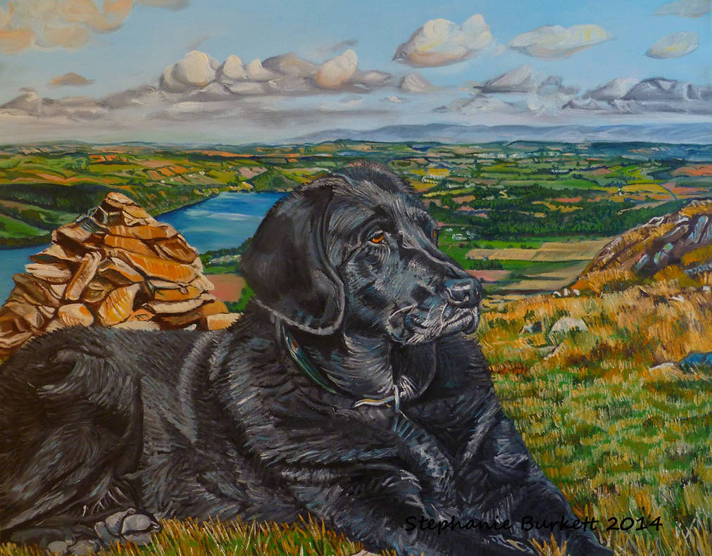 Black Lab Deviantart Black Labrador in the Fells by Spangledstars on DeviantArt