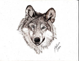 Wolf