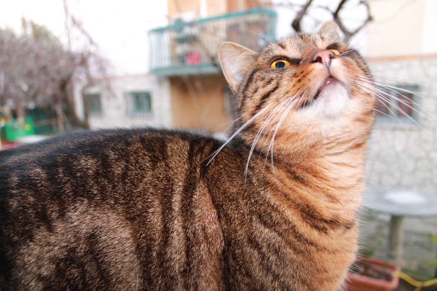 Willy the cat by ilcielocapovolto on DeviantArt