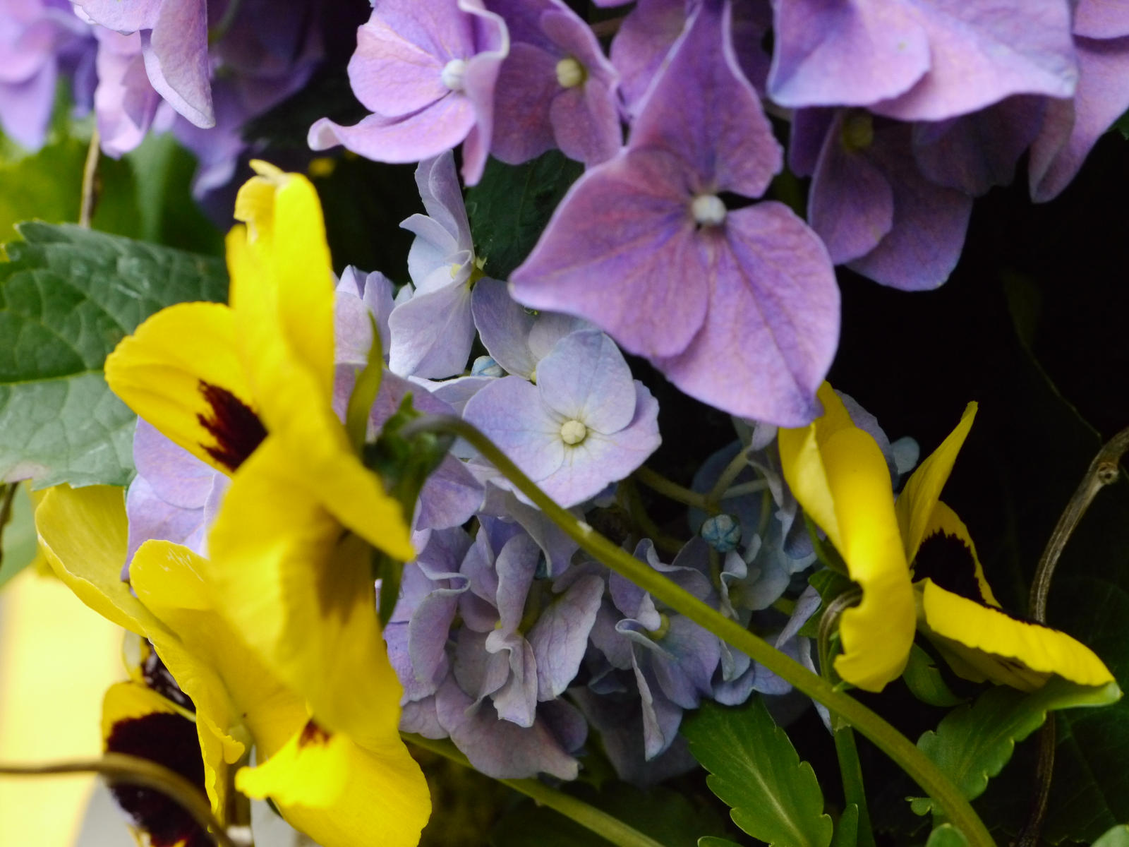 Flowers outside Finale in May