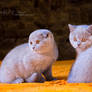 British Shorthair and scottish kittens.