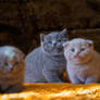 British Shorthair and scottish kittens.