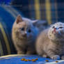 British Shorthair and scottish kittens.