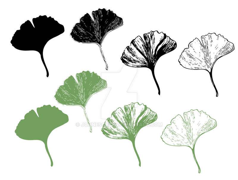 Gingko Leaf Example ginkgo leaf by johnesorge on DeviantArt