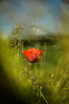 KlatschMohn - Poppy 02