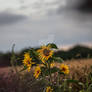 sunflower storm