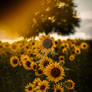 sunflower field