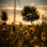 sunflower field 03