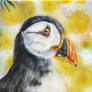 Puffin - Papageientaucher