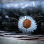 straw flowers - dried flowers