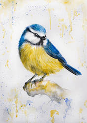 Blue tit - Blaumeise 01