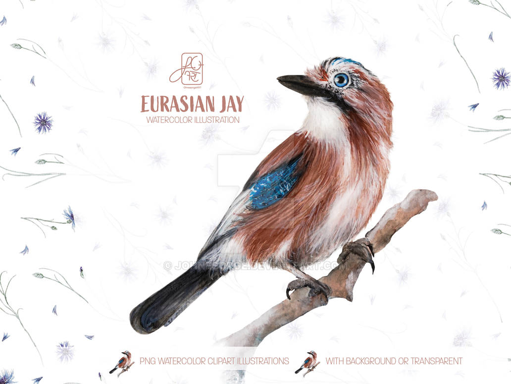Eurasian Jay 01 By Johnesorge On DeviantArt eurasian-jay-01-by-johnesorge-on-deviantart