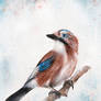 Eurasian Jay 02