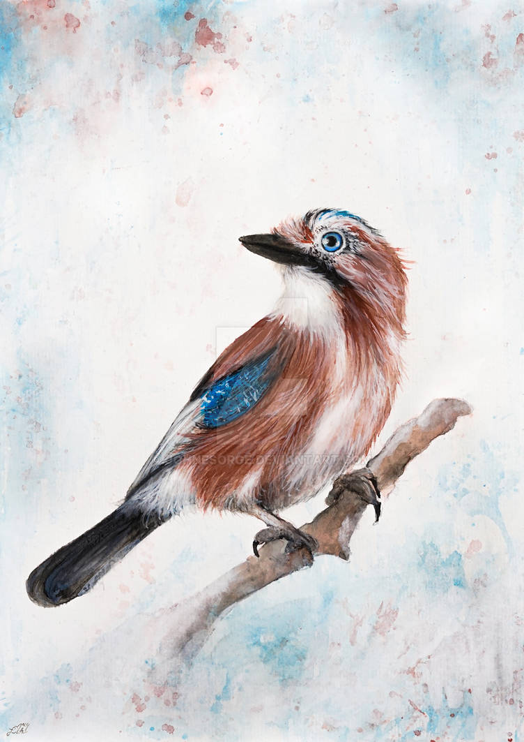 Eurasian Jay 02 By Johnesorge On DeviantArt eurasian-jay-02-by-johnesorge-on-deviantart