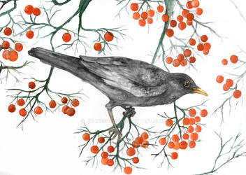 Eurasian Blackbird - Amsel