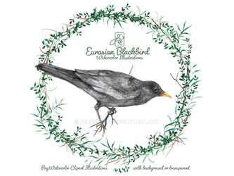 Eurasian Blackbird - Amsel 02