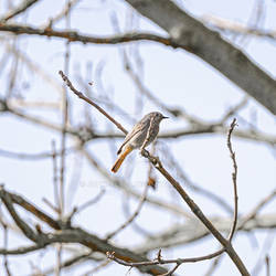 redstart