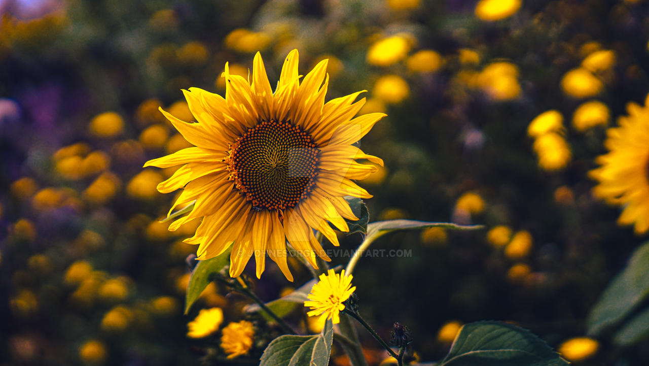sunflowers in the wind 02