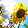sunflowers in the wind 08